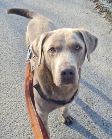 Apollo - PFLEGESTELLE GESUCHT