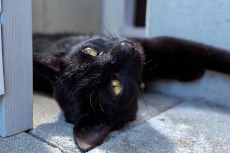 Lola   unbedingt  Wohnungshaltung s.Beschreibung