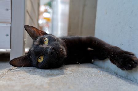 Lola   unbedingt  Wohnungshaltung s.Beschreibung