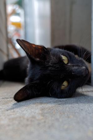 Lola   unbedingt  Wohnungshaltung s.Beschreibung