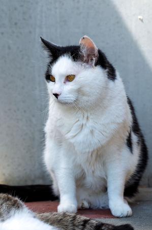 Bupalo