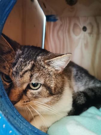 Lio