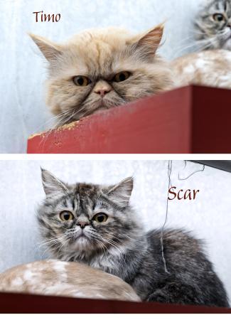 Timo & Scar         Wohnungshaltung möglich