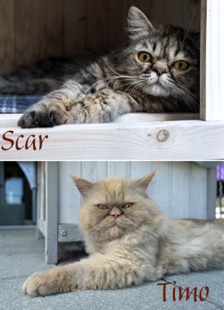 Timo & Scar         