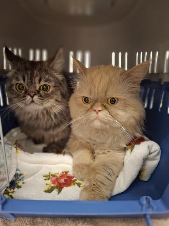 Timo & Scar         