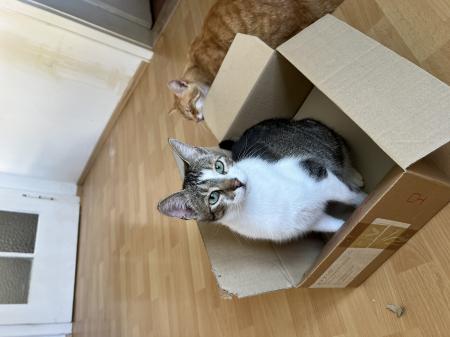 Finn & Finja   