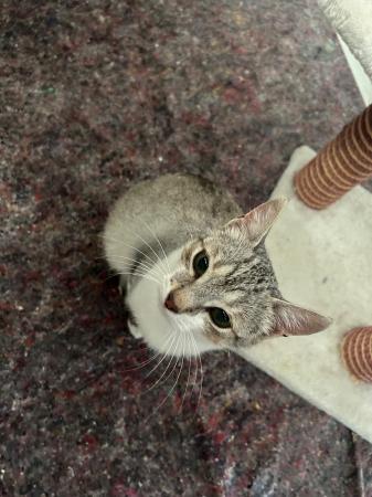 Mietzi und Kitty