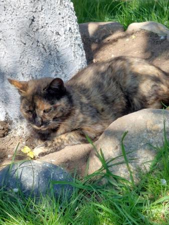 Kitty