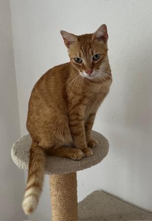Filou