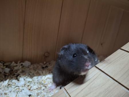 Hedwig