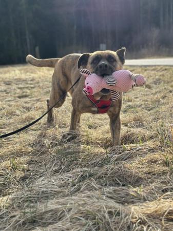 Roxy