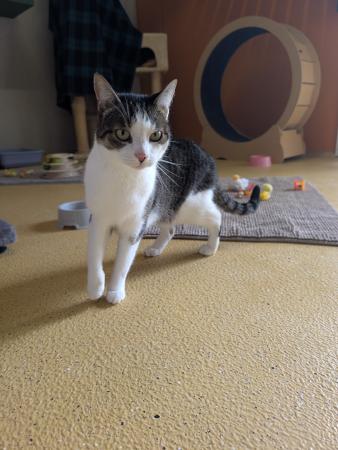 Freya