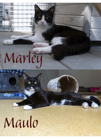 Marley + Maulo