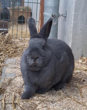 Lulu