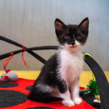 Miro