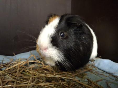 Boris