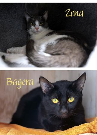  Bagera  & Zena               Wohnungshaltung möglich