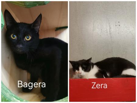  Bagera  & Zena               Wohnungshaltung möglich