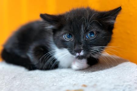 Pavarotti