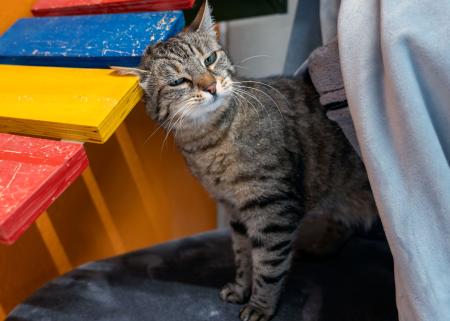 Ronja 