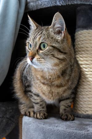 Ronja 