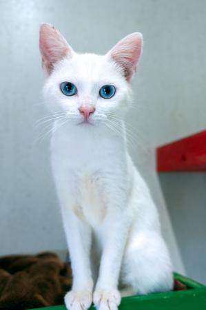 Blanco