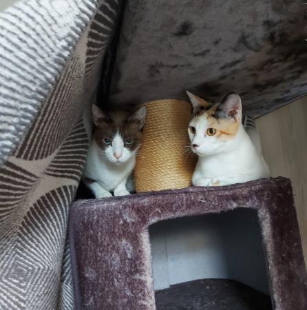 Lizzy und Gracy    DIREKTVERMITTLUNG