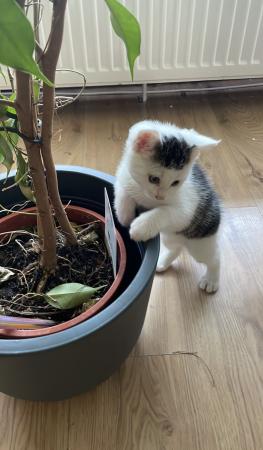 2 Kitten über Direktvermittlung