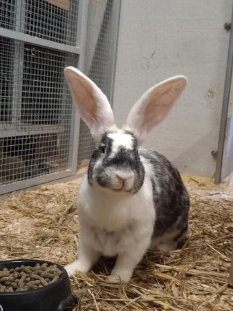Lolita