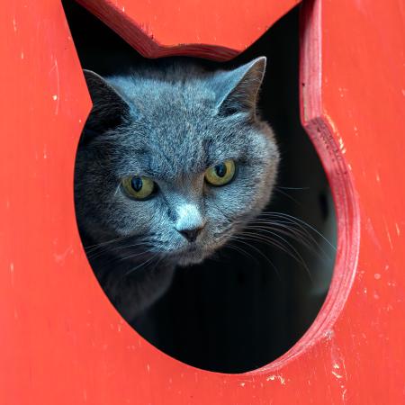 Mia