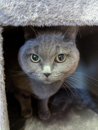 Mia