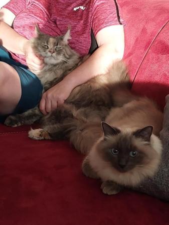 Oreo und Smartie       DIREKTVERMITTLUNG