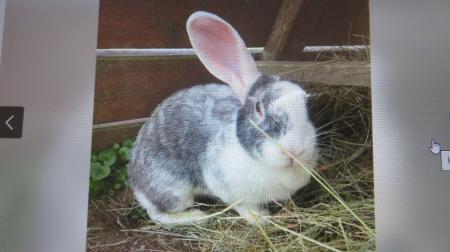 Frau Hase