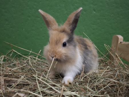 Roger