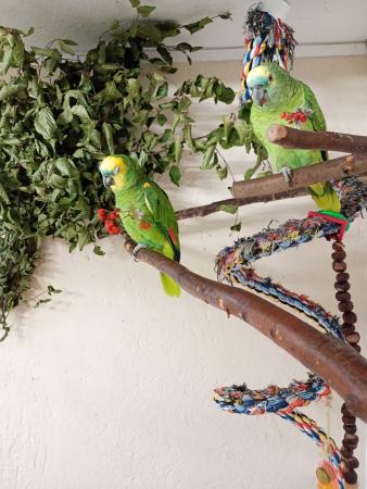 Cora und Sandy (Direktvermittlung) Cora und Sandy (Direktvermittlung)