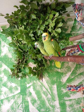 Cora und Sandy (Direktvermittlung) Cora und Sandy (Direktvermittlung)