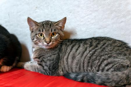Sadi & Sissi