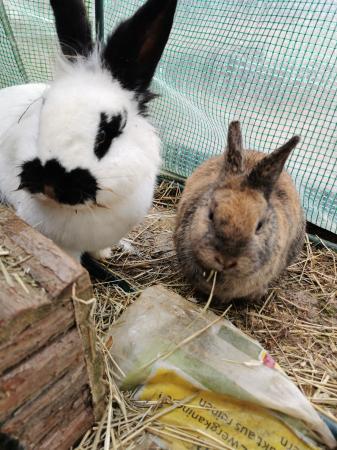 Wanda und Gismo 