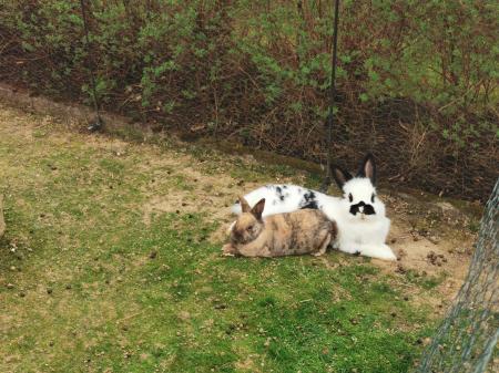 Wanda und Gismo 