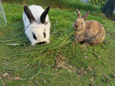 Wanda und Gismo 