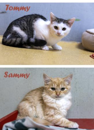 Tommy und Sammy