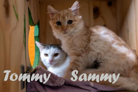 Tommy und Sammy