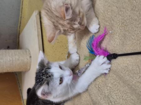 Tommy und Sammy