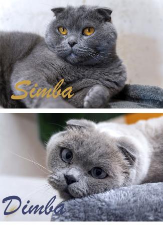 Simba & Dima