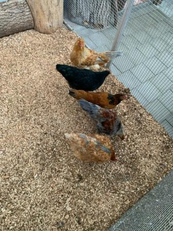 Gockel und seine fünf Hühner