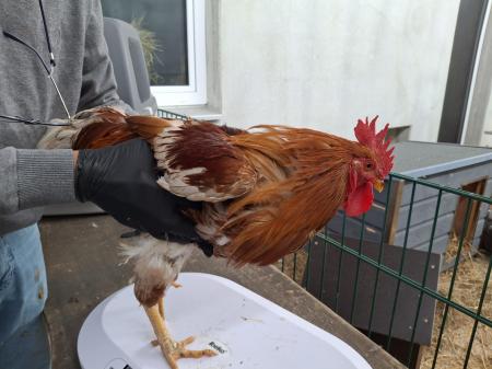 1 Hahn und 4 Hühner  1 Hahn und 4 Hühner