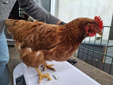 1 Hahn und 4 Hühner  1 Hahn und 4 Hühner