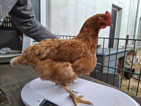 1 Hahn und 4 Hühner  1 Hahn und 4 Hühner