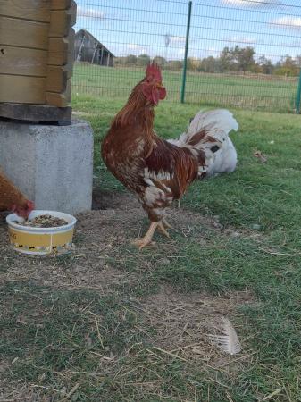 1 Hahn und 4 Hühner  1 Hahn und 4 Hühner