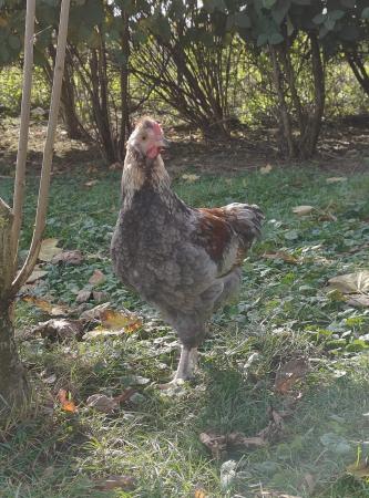 1 Hahn und 5 Hühner  1 Hahn und 5 Hühner